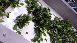 Fresh tea leaf sorter
