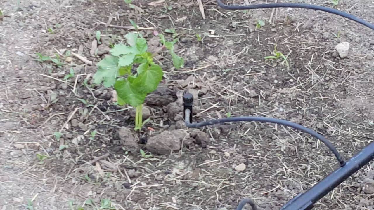 Kitchen Garden with automatic drip irrigation system - YouTube