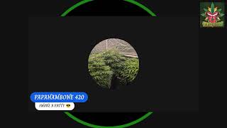 💨420💨💨💨😶‍🌫️