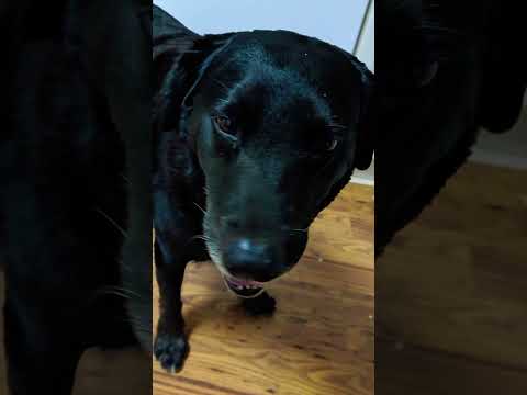 Rocket dog in da Kitchen #hawaii #dog