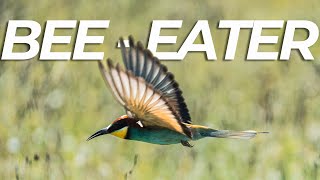 Bee Eater - Spring time