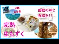 沖縄知念産！完熟生もずく【オギノセレクトプレミアム】