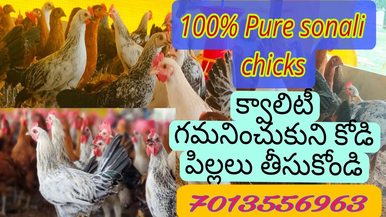 Sonalichicks farming in warangal/sonali kollu/Kodi pempakam🐥sonalichicks&birds for sale ☎️7013556963