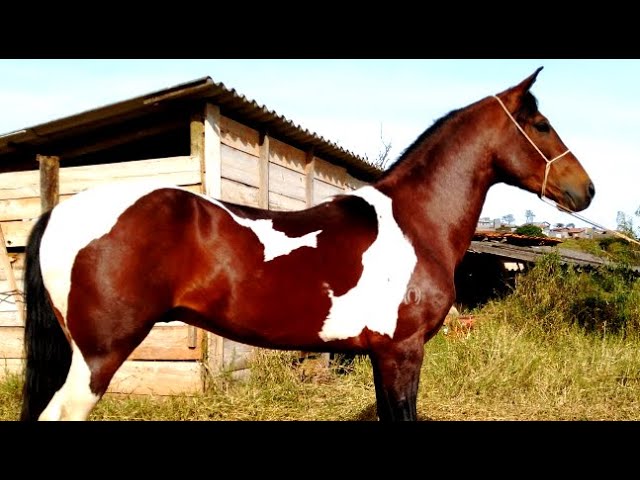 VENDIDO))) PANTANAL BAVÁRIA (( MARCHA PICADA )) – Cavalos Helio Rocha