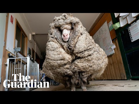 Baarack the sheep