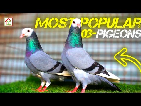 🅽🅴🆆 Most Popular 03-Pigeons 👁️🌈👁️ Beautiful Pigeons In The World