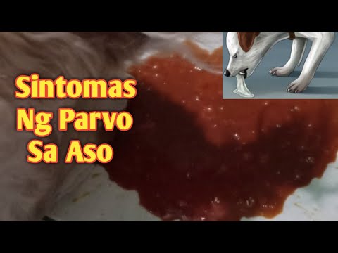 SINTOMAS NG PARVO SA ASO / SYMPTOMS OF DOG PARVO