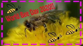 Happy World Bee Day May th Youtube