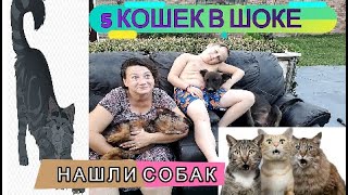 🐶🐶🐕ПЯТЬ КОШЕК НЕ СЧИТАЯ СОБАК😼 НАШИ ПРИКЛЮЧЕНИЯ😹 🐶🐶🐕ПЯТЬ КОШЕК НЕ СЧИТАЯ СОБАК😼 НАШИ ПРИКЛЮЧЕНИЯ😹