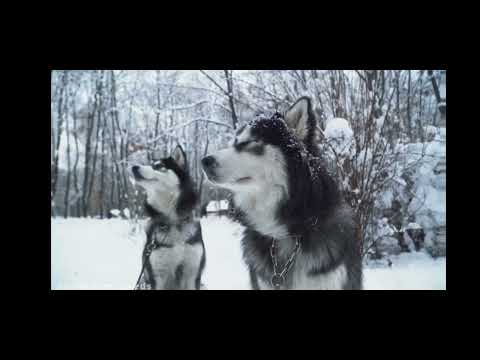 سخت ترین زندگی در عجیب ترین شهرهای دنیا آخرین شهرش که در آخره ویدیو هست از همه سختر هست 