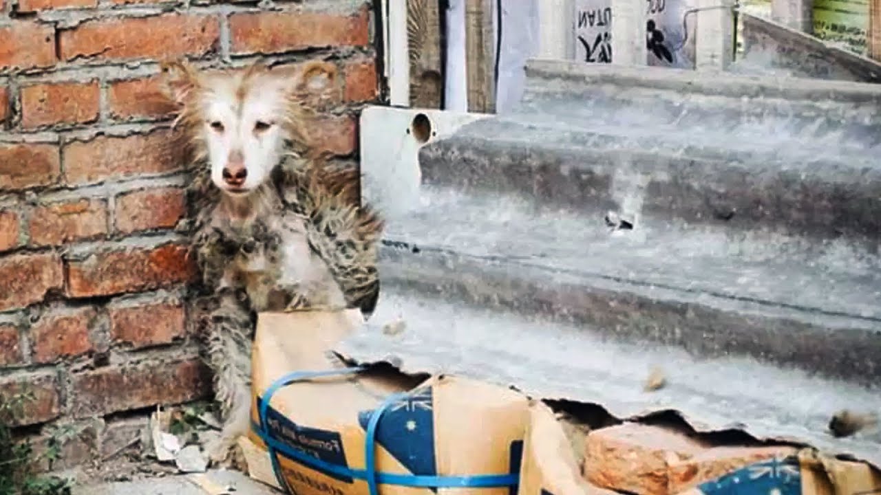 Хозяину была безразлична ее судьба! Она боялась и не доверяла людям ...