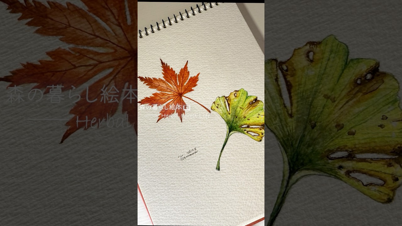🍁もみじと銀杏のボタニカルアート | Botanical Art of Autumn Leaves
