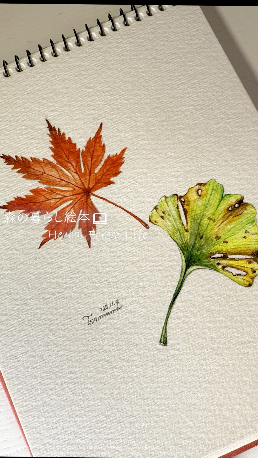 銀杏の葉 絵画 アート作品 🍁もみじと銀杏のボタニカルアート | Botanical Art of Autumn Leaves