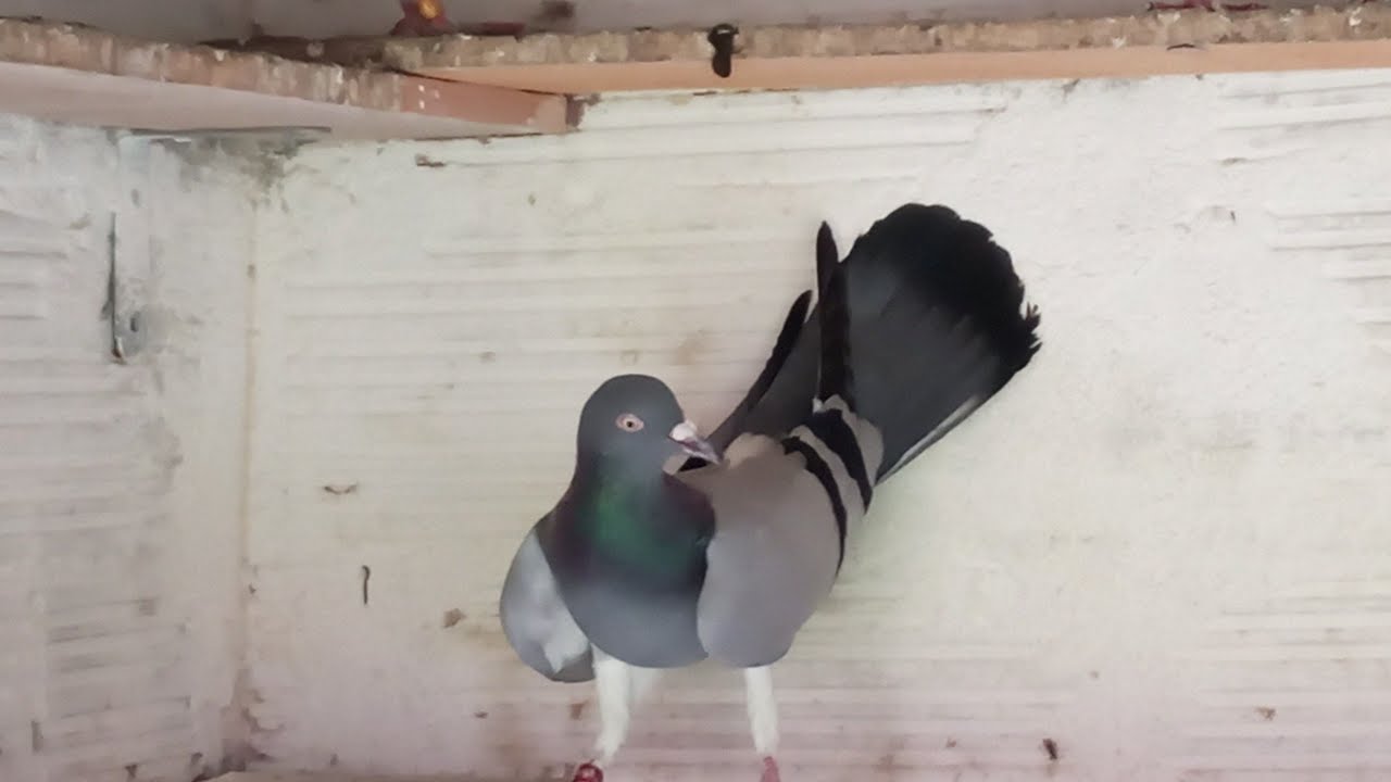 ΠΕΡΙΣΤΕΡΙΑ ΒΟΎΤΕΣ ΗΛΊΑΣ 06-03-2026