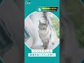 愛猫の免疫ケア。「ピュリナ ワン」健康免疫システムでサポート