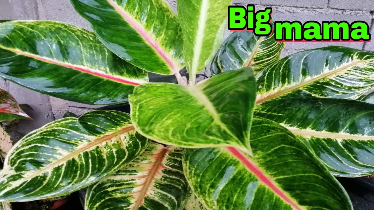 My Big Mama, rare aglaonema YouTube