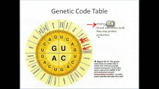 Biology: Gene Expression 2-Translation