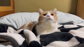 三毛猫】一緒に寝るつもりのミケ（2026年1月31日） - YouTube