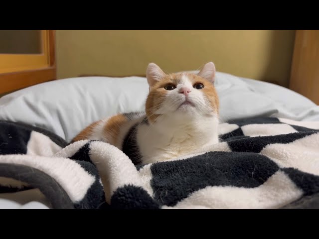 瞑想ねこ　三毛猫(〃ω〃)ミケさん 首輪を無くした息子猫に本気で説教する三毛母猫が怖すぎた…笑【ミケ