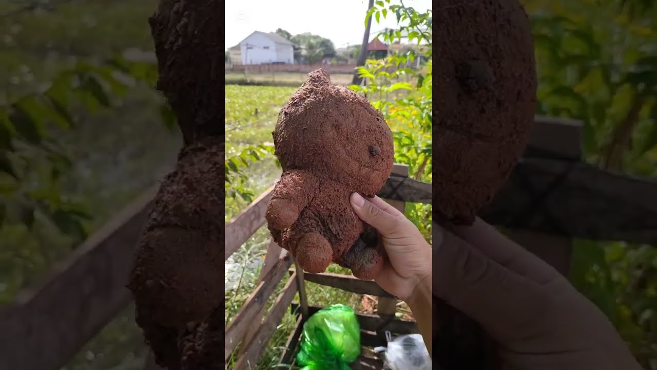 Rate me 1 to 10 about this doll labubu🤩🤔