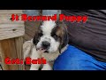 Max Gets A Bath - St Bernard Puppy Hose Bath