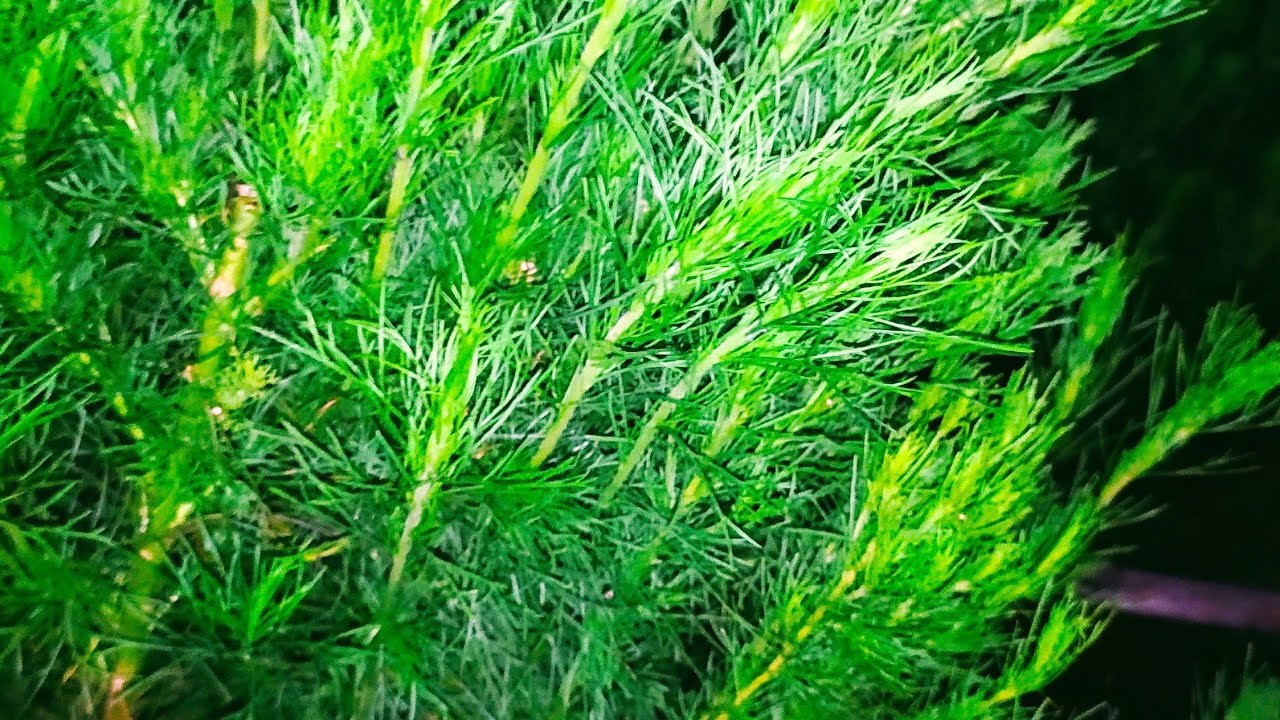 Prediksi Macau Malam 5 November 2020 Toto Macau Malam Jam 22 00 Hari Ini Rumus E K Jitu Hk Youtube