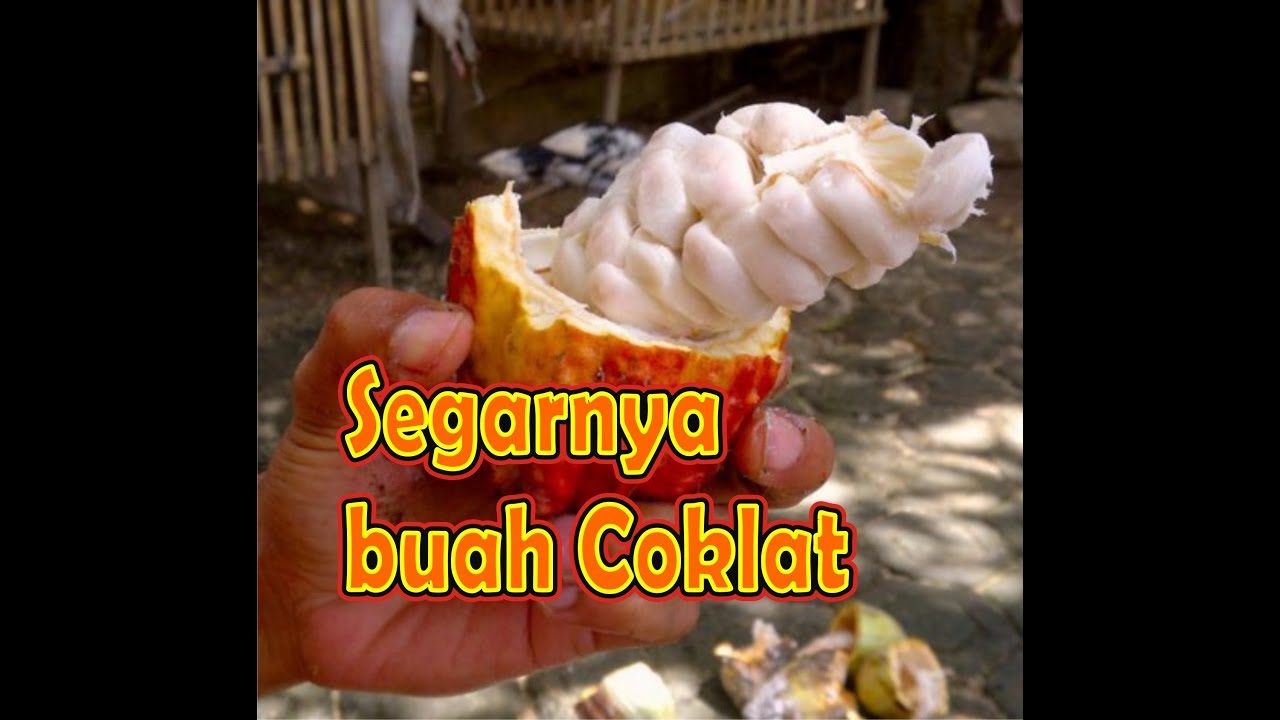 Makanan Jaman Dahulu Waktu Kecil Buah Coklat atau Buah Kakao 