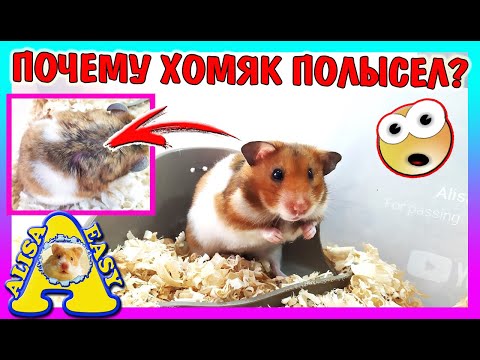 ХОМЯК ЛЫСЕЕТ ПОСЛЕ ВИРУСА / ХОМЯК ПОЛЫСЕЛ / ОСЛОЖНЕНИЕ ПОСЛЕ ВИРУСА у Хомки / Alisa Easy Pets