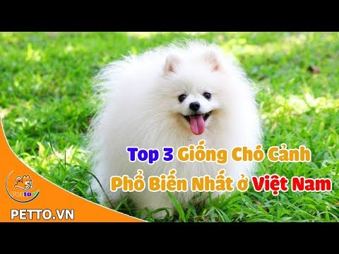 Top 3 Giống Chó Cảnh Phổ Biến Nhất Ở Việt Nam - PETTO TV