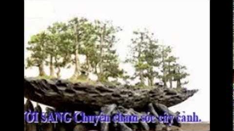 [[[0932351048.]] dịch vụ cắt cỏ, trồng cây xanh sân vườn quận 10.tphcm