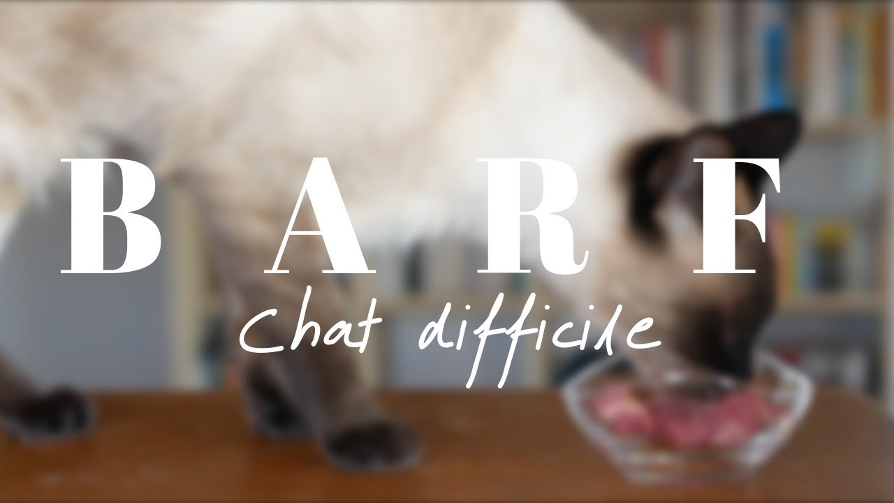 PASSER UN CHAT DIFFICILE AU BARF  5 ASTUCES