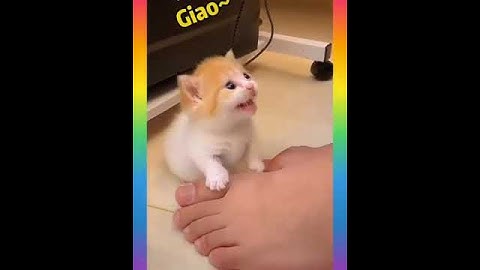 RESCUE the Smallest KITTEN in the World !! And building a NEW HOUSE for CAT