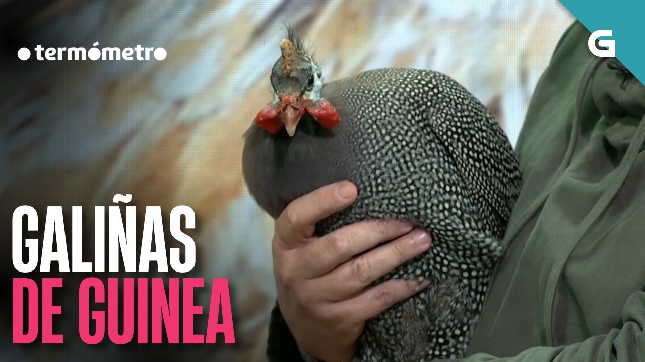 🌡️ Chegan a GALICIA as GALIÑAS de GUINEA | O TERMÓMETRO