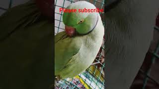 very smart mitthu #please_subscribe_my_channel