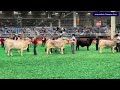 2026 Houston Livestock Show & Rodeo - International Brahman Female Show