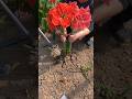 Beautiful Amaryllis Garden Satisfying Shortsvideo 