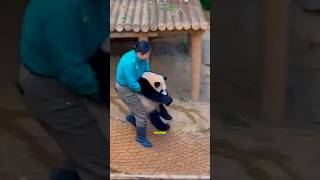 This Is Why Every Human Loves Panda