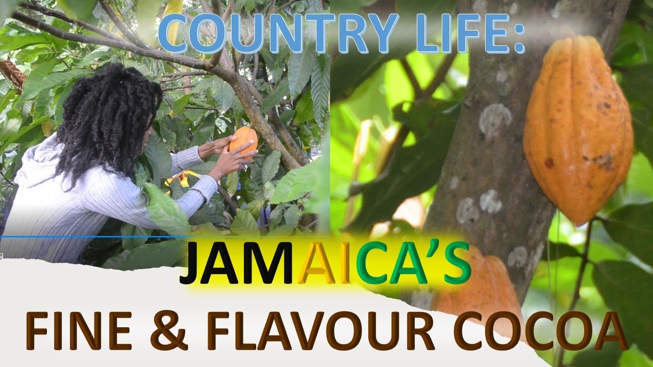 Jamaica's Fine & Flavour Cocoa Everything you need to know YouTube