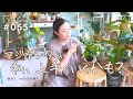 【攻略?!アジアンタム】もしかしてアジアンタム攻略したかも？（Vlog/055）