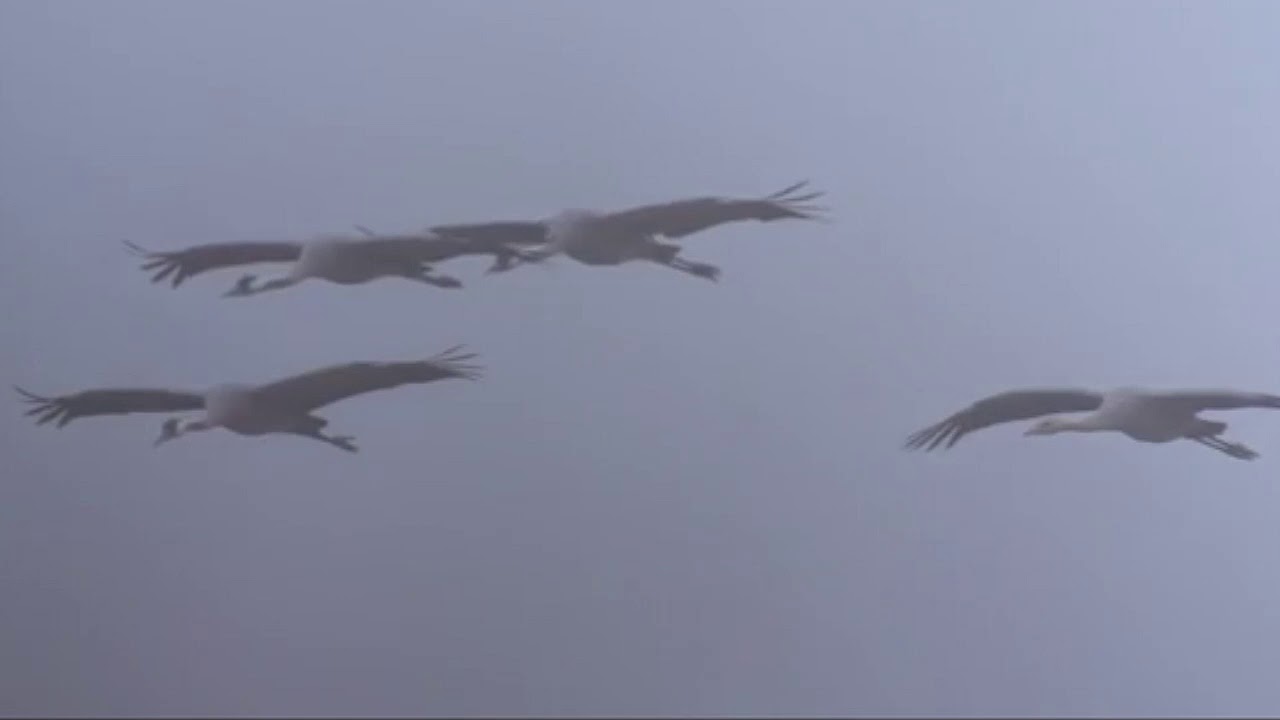 Песня "Журавли" - YouTube