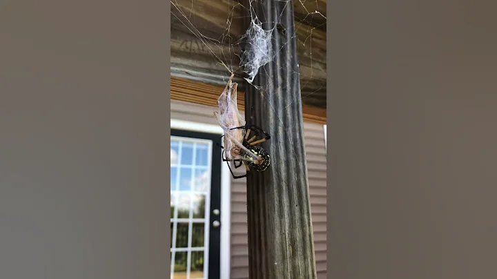 Yellow Spider Wraps up Meal for Later || ViralHog