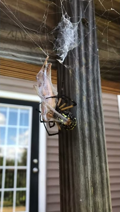 Yellow Spider Wraps up Meal for Later || ViralHog