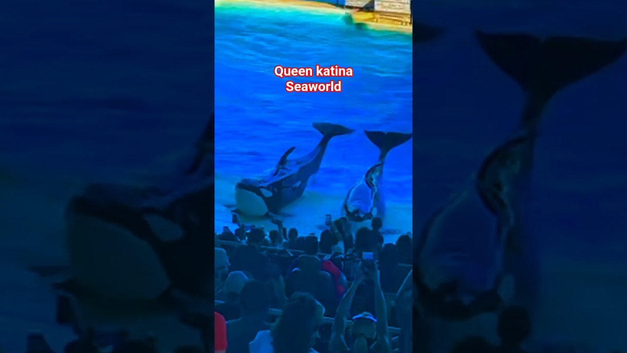 Orca😘🐬SeaWorld dolphin's show live