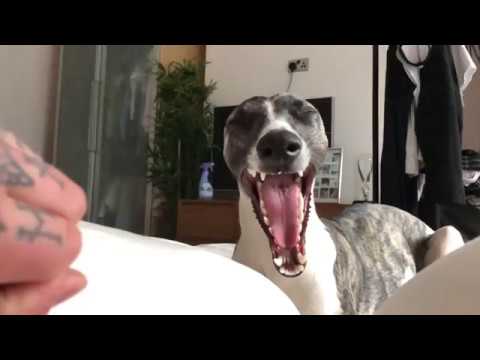 cheeky little whippets