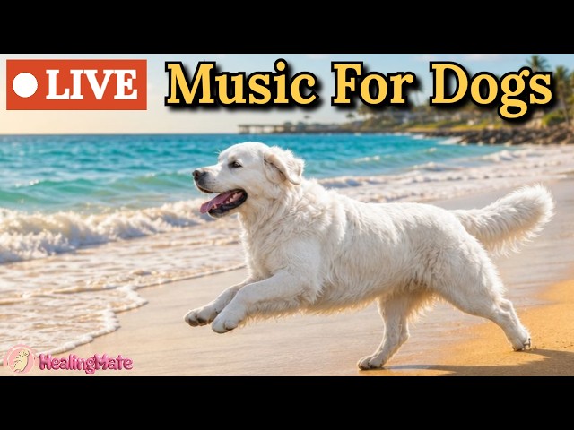 🔴24/7 Dog Music🎵🐶Calming Music for Dogs🐶💖Eases Separation 🔴24/7 Dog Music🎵🐶Calming Music for Dogs🐶💖Eases Separation