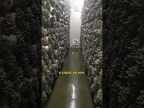 🍄 Вертикальные грибные фермы в Китае! 🌱📦 #шортс