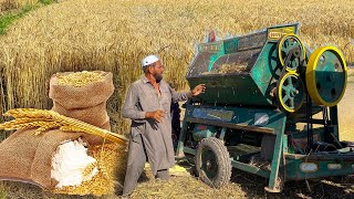 Processing Wheat into Flour | Wheat Harvesting | MOST PRIMITIVE Wheat Flour Making in Pakistan
