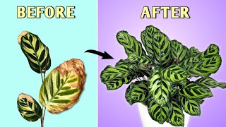 Grow Best Ever Calathea - 6 Essential Calathea Plant Care Tips Prayer Plant Care