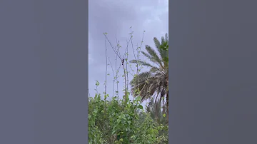صوت الطيور زراعة 