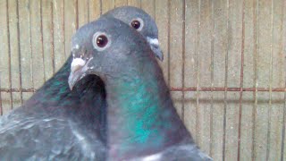 Missay Chapdar Kabootarkhargoshi Eyes